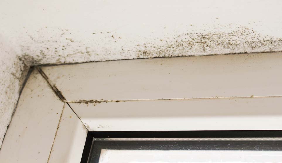 Schimmelvorming door lekkage op het dak